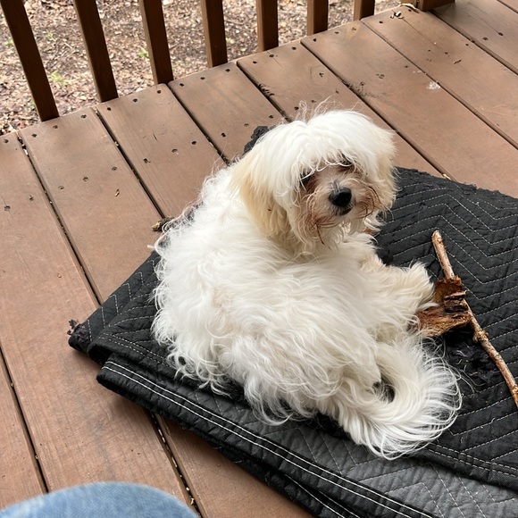 Meet your Posher, Thomas - Picture 2 of 3